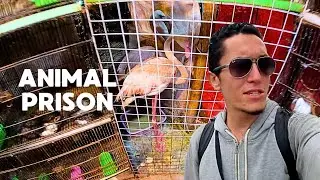 KARACHI Birds Market at Empress Market Walking Tour 4k | Foreigner Pakistan Travel Vlog