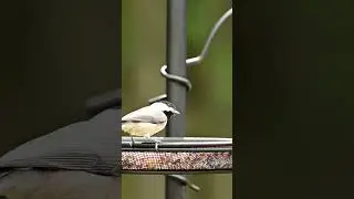 Hey that&rsquo;s the microphone! #birds #birdsofinstagram #birdsounds #wildlife