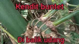 bolang bambu buntet dan kendit buntet