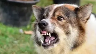 Funny Angry Dogs Compilation | PK Pets and Animals