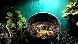 How to Preserve Cilantro longer