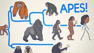 ALL THE APES, EXPLAINED 🦍🦧🚶‍♂️‍➡️