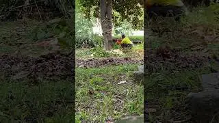 ☠️Hazardous Hung Up Tree Felling - Angle 1