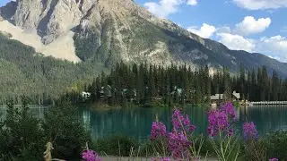 Легкая и нежная мелодия на пианино. &laquo;Нежная роза&raquo; / A Tender Rose