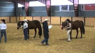 Showmanship at halter novice amateur - dekorov&aacute;n&iacute; - Bohemian Rhapsody Quarter Show Roupov 2014