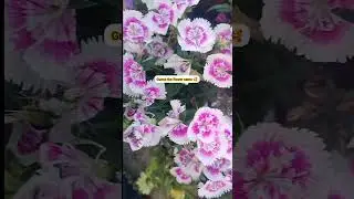 Can You Guess the Name of These Stunning Flowers? 🌻 short8|#Flowers#FlowerLovers#shorts#garden#plant
