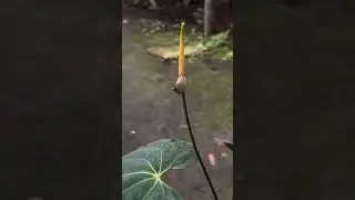 DpxGholiat.#anthuriumindonesia #anthurium #plants #tanamanhias #garden