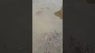 How I Fixed Standing Water in My Lawn