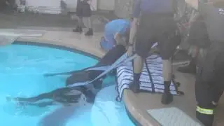 Arizona firefighters rescue horse from swimming pool