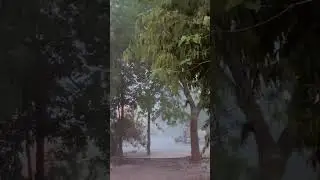Snowfall in Rajim⛄️ 🌨️ #rajimmela #rajim #youtube #shorts #explorepage