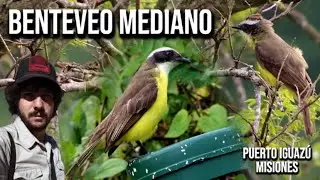 Benteveo mediano (Myiozetetes similis) Mosquero Social, Suelda Social,Pitog&uuml;&eacute; mediano, Luisito Com&uacute;n