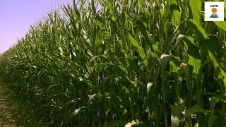 Mais precoci KWS, una valida soluzione contro gli imprevisti climatici