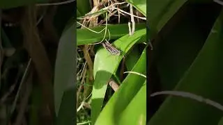 Common Field Grasshopper Stridulating #nature #grasshopper