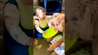 Poodle play A baby Child #shorts #animals #viral
