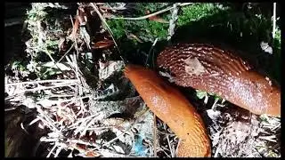 Klasse 2: Nacktschnecken