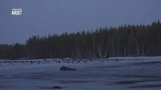 Den stora älgvandringen