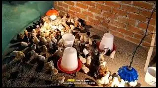 Aashritha Poultry Farm #Aashritha poultry #chick #natukodi #kodulu #poultry