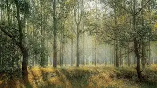 15 Minute Super Deep Meditation Music|Calm Music| Relax|Meditation Stress Relief| Study| Sleep Music