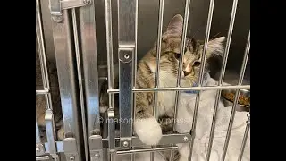 Animal Shelter to hold cat and dog adoption event
