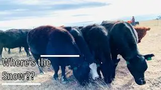 No Moisture, No Snow&hellip; Cows Are Grazing in February