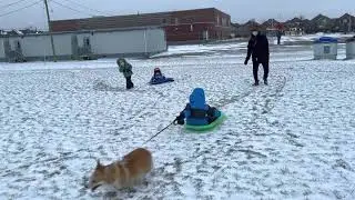 Caleb’s sled dog.