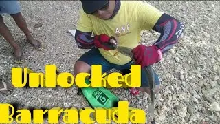 Unlocked Barracuda