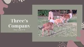 Triple Threat 🐾 Cozy Collie Playtime & Puppy Silliness
