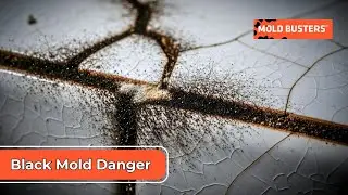 Black Mold Danger