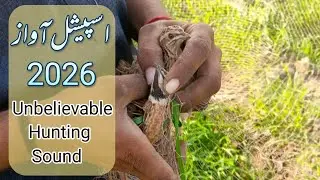 Pure Wild Male Quail Call | Real Natural Sound | Long Recording |  batair ki awaz 