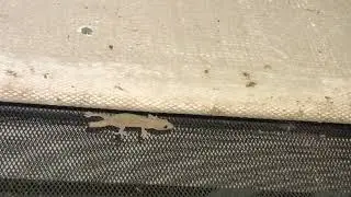 House Gecko