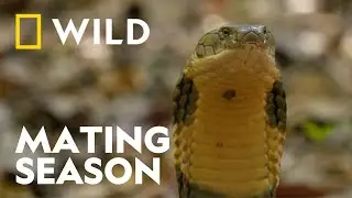 The Dangers of the King Cobra's Mating Ritual | Snakes in the City | National Geographic WILD UK