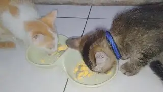 Ada anggota baru kucing rescue warna putih