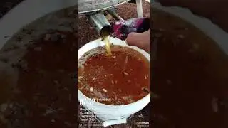 Panen madu Randu Original Edisi Tahun 2025