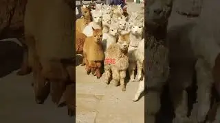 Best Real Activities Animals  part 1891