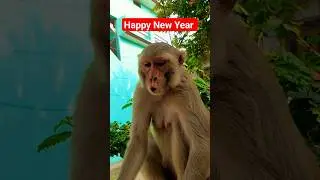 monkey voice #bandar #monkey #monkeyvideo #monkeyvoice