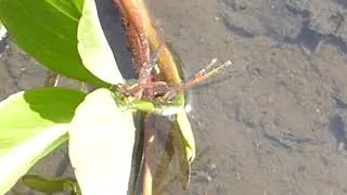 Egg laying Red Damselflies  - Pyrrhosoma nymphula - Meyjarflugur - M&ouml;kun - Skord&yacute;r