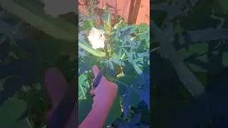 Harvesting and Storing Okra|bhindi Seeds Step by Step Guide #shorts