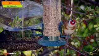 UK Bird Feeder Livestream