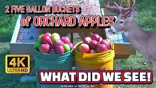 We Dumped 2 Buckets FULL of Apples in Our Wildlife Feeder &ndash; See What Happened!