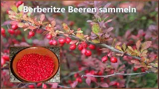 Berberitze Beeren 🍎 sammeln | Als Teevorrat trocknen und für Reisgerichte geeignet