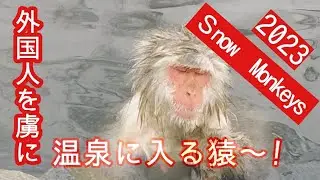 【snow monkeys】お猿の楽園〜冬の長野県地獄谷野猿公苑