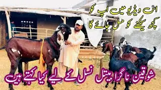 Pakistan best breed champion goat Sajawal Goat farm 03368056786