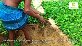 Jeyam Jasmine Plants for sale -6369171694 