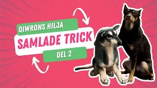 Hundtrick f&ouml;r aktivering och Freestyle | Del 2 av 5