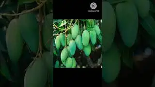 🥭⚠️ Mango Seed Benefits You Never Knew! Use Before It's Too Late! ⏳💊 #healthyfood #health #watchnow