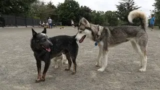 Baron Cameron Dog Park review - Reston, VA