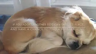 Rescue Me!  Dog Awareness Video