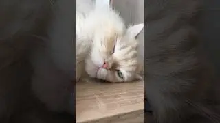 ​БРУТАЛ vs ЭМПАТ 😆 / BRUTAL vs EMPATH cat #shorts#funnycats #cutecat #catlover #pets#животные #юмор