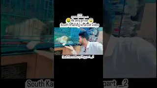 🤑#4k only price 😱South Training viral cat video #trandingreels&hearts;️ #my #new #video