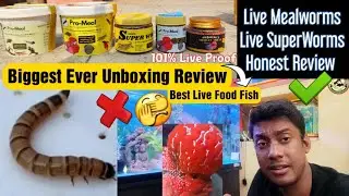 🔴Live Superworms, Live Mealworms, Dried Mealworms, Pro Mealworms, Flowerhorn Mealworms, Oscar Fish